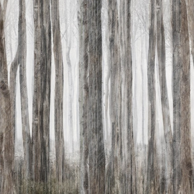 Papel de parede LITTLE RED RIDING HOOD INKGFAY1501 - INKIOSTRO BIANCO