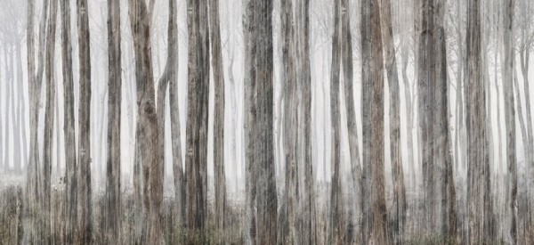 Papel de parede LITTLE RED RIDING HOOD INKGFAY1501 - INKIOSTRO BIANCO