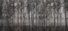 Wallpaper ROBIN HOOD INKTORE1501 - INKIOSTRO BIANCO