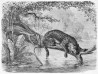 Wallpaper JAGUAR MURAL - ANEWALL