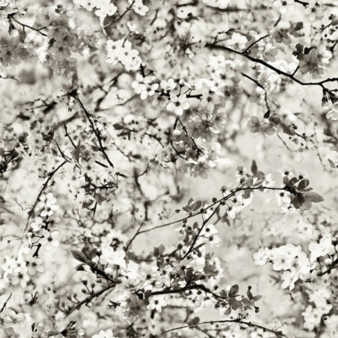 Papel de parede 3321-01 CERISIER NATUREL - JEAN PAUL GAULTIER