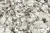 Wallpaper 3321-01 CERISIER NATUREL - JEAN PAUL GAULTIER