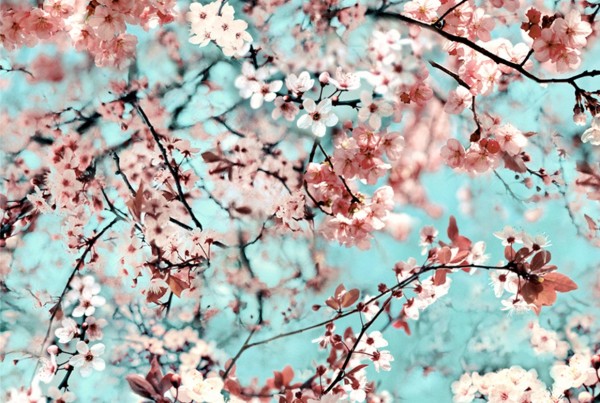 Wallpaper 3321-01 CERISIER NATUREL - JEAN PAUL GAULTIER