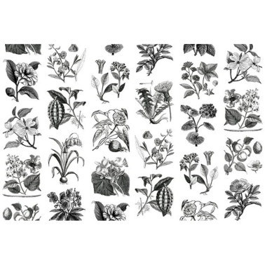 Papier peint R13171 FRUIT & FLORA - REBEL WALLS