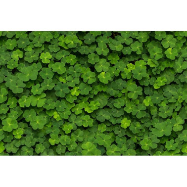 Tapete R15841 CLOVER - REBEL WALLS