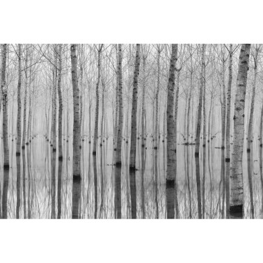 Carta da Parati R16061 BIRCH ECHO - REBEL WALLS