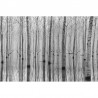 Carta da Parati R16061 BIRCH ECHO - REBEL WALLS