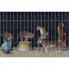 Papier peint Tigers 19004-01 - LONDON ART