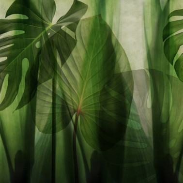 Wallpaper GLRO101A EQUATORIAL JUNGLE - GLAMORA
