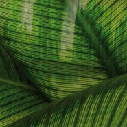 GLRO121B LEAF de GLAMORA