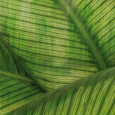 Papel de parede GLRO122A LEAF - GLAMORA