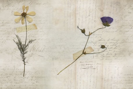 Wallpaper GLL21A-STILL-LIFE - GLAMORA