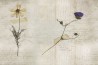 Wallpaper GLL21A-STILL-LIFE - GLAMORA