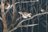 Papel de parede SB8A-WINTERVOGEL - GLAMORA