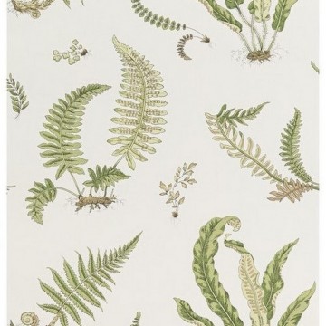 Ferns Leaf BW4504410