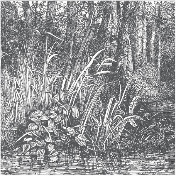 Carta da Parati BUSHY-WOODS DOM1516 - LES DOMINOTIERS