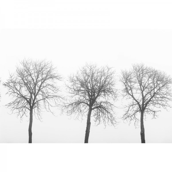 Papel de parede R12981 Tree Soldiers - REBEL WALLS
