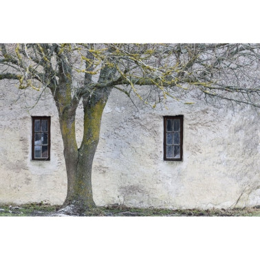 Papel de parede R13631 Under The Tree - REBEL WALLS