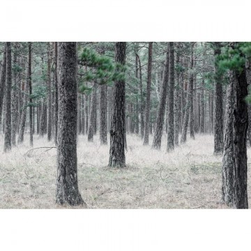 R13711 Floresta de pinheiro