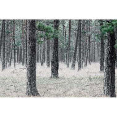 Tapete R13711 Pine Forest - REBEL WALLS