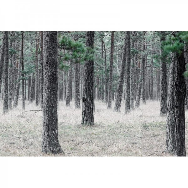 Tapete R13711 Pine Forest - REBEL WALLS