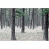 Tapete R13711 Pine Forest - REBEL WALLS