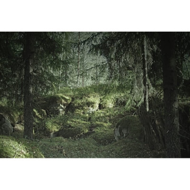 Papel Pintado R16531 Virgin Forest - REBEL WALLS