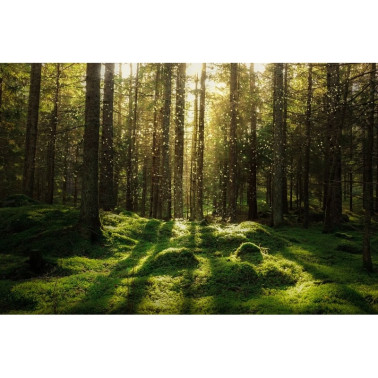 Papel de parede R16641 Forest Bath - REBEL WALLS