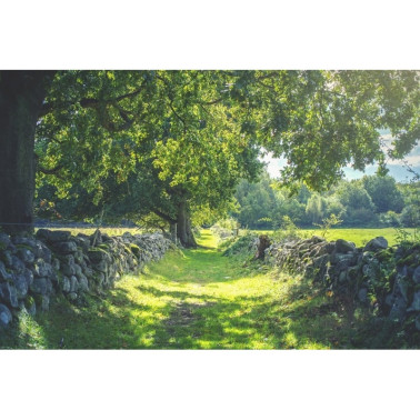 Papel de parede R16651 Early Summer - REBEL WALLS