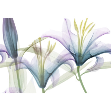 Papier peint DANDY GL1001B - GLAMORA