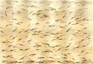 Fishes Original on Deep Rich Gold gilded paper with désargenter pearlescent antiquing