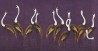 Sarus Cranes Original on Edo purple painted Xuan paper