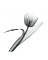 Papel Pintado INKXY1301 XRAY - INKIOSTRO BIANCO