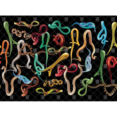 01TP-01 SNAKES STORM