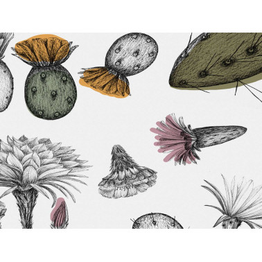 CACTOFILIA CO-01