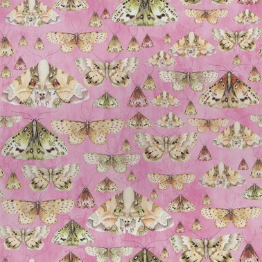 PDG713-03 Issoria Rose
