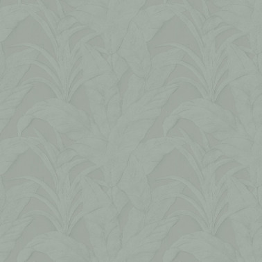 Musa Eucalyptus 75003B