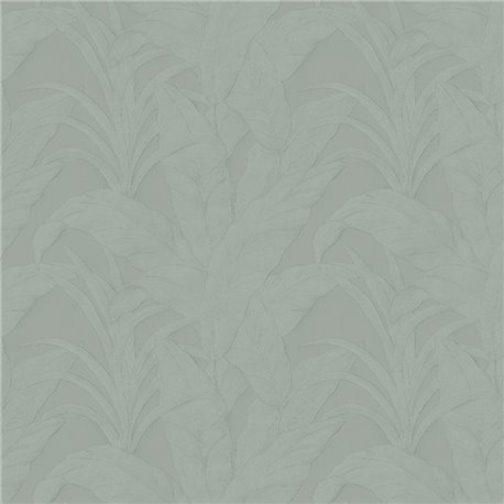 Musa Eucalyptus 75003B