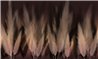 PAMPAS k022_38_01
