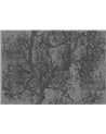 Woodpecker OUT_WP1901