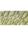 DRACAENA-SM006-1