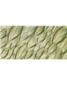 DRACAENA-SM006-1