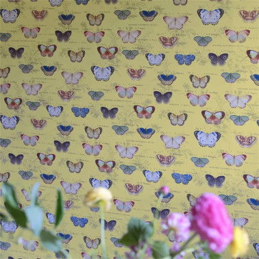 Butterfly Studies Mimosa...