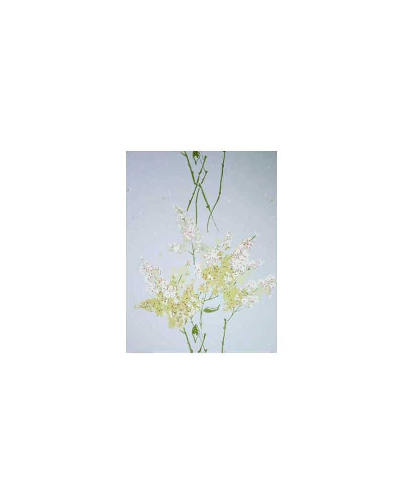 Tapete Barrignton  ncw4067-04 - NINA CAMPBELL