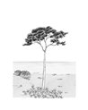 Parfum de Pin Noir Fusain L 200029104