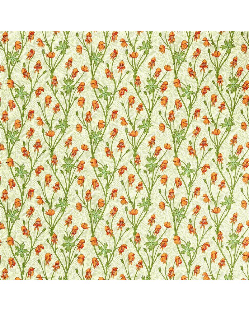 Monkshood Tangerine Sage MVOF227221 Monkshood Tangerine Sage MVOF227221