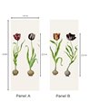 Tulips SCHTU