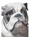 Bulldog con piruleta