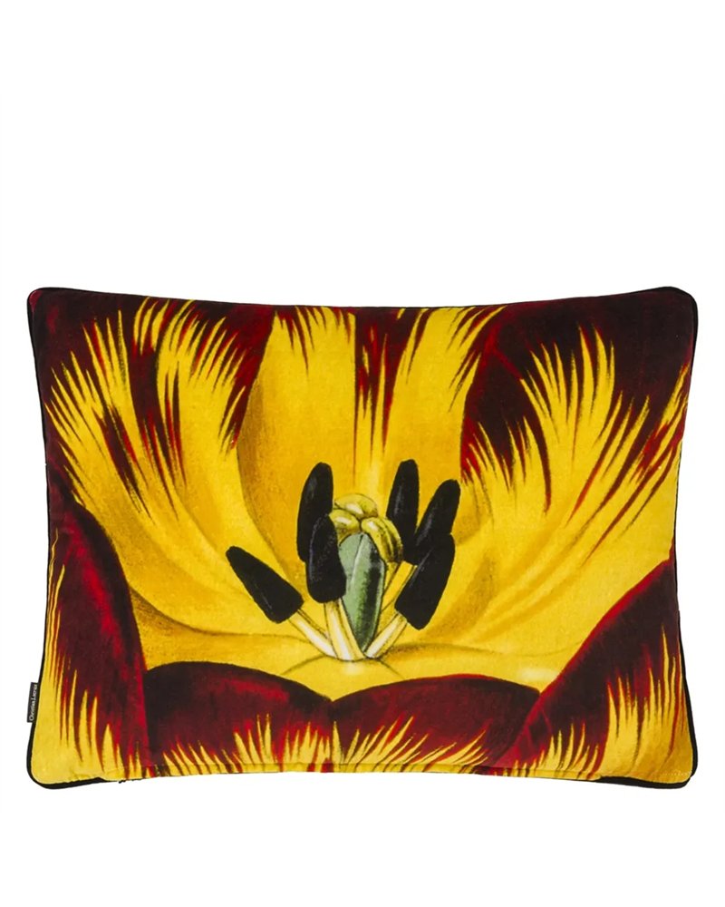 ECLOSION AGATE CCCL0659
