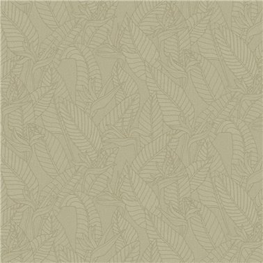 Strelitzia Olive 60740
